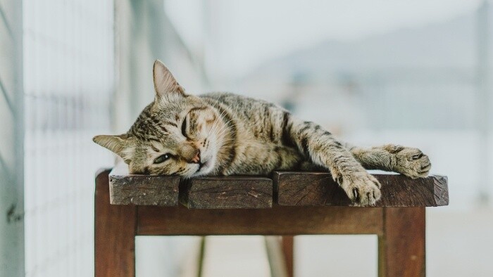 Je bežné, že mačka vyvráti svoje chlpy 