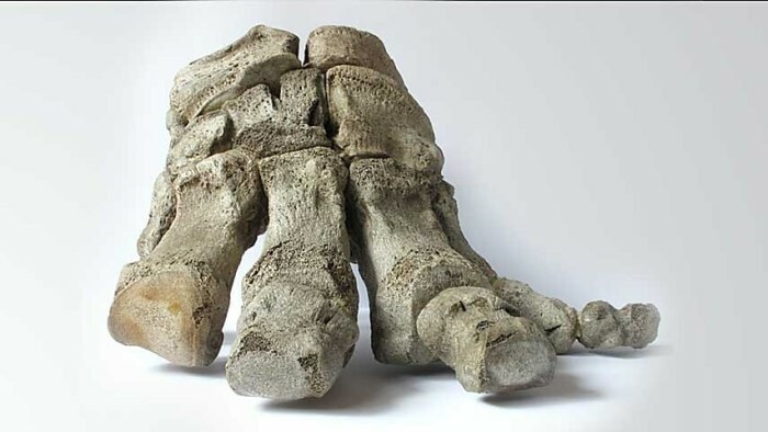 Paläontologie zum Anfassen