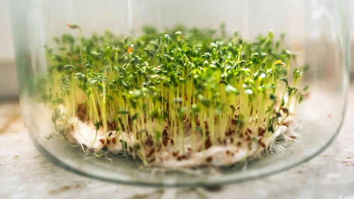 Žerucha | V záhrade sme doma