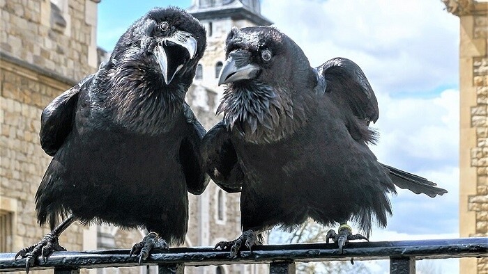 Bola raz jedna povesť – 501. časť (Londýnske havrany, Tower of London, Karol II.)