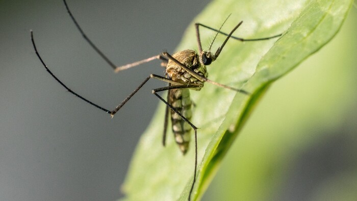Komáre sa orientujú viac na ľudí aj pre odlesňovanie
