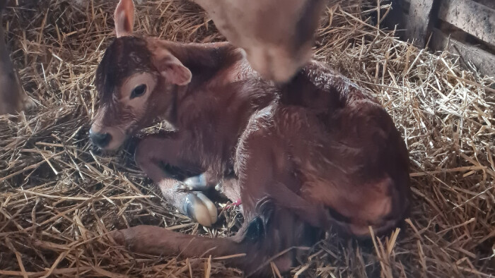 Na návšteve v chovateľskom kráľovstve Márie Lukačovičovej na farme v Lubine