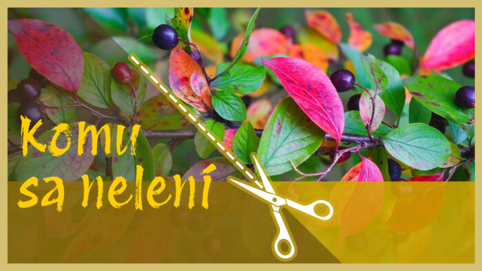 Prečo sa oplatí pestovať zemolez kamčatský a muchovník | Komu sa nelení