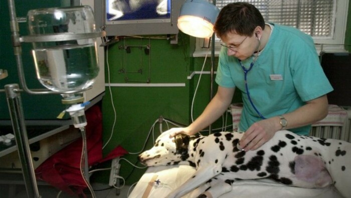 Интерес иностранных студентов к обучению в Университете ветеринарной медицины и фармацевтики в Кошице достиг рекордного уровня