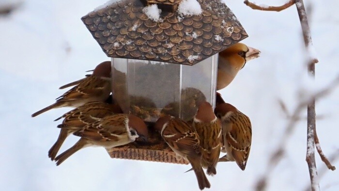 Vtáčia hodinka 2026