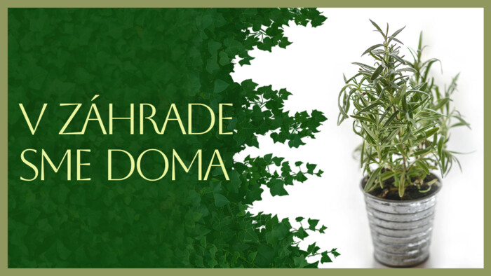 Rozmarín a jeho účinky na zdravie | V záhrade sme doma