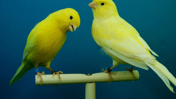 To najlepšie zo Žltého kanárika (II) 