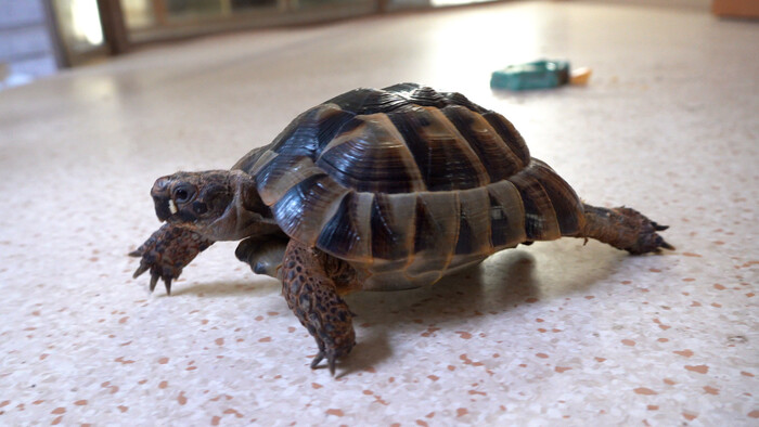 dotyk-života-II-Korytnacka-Jolana