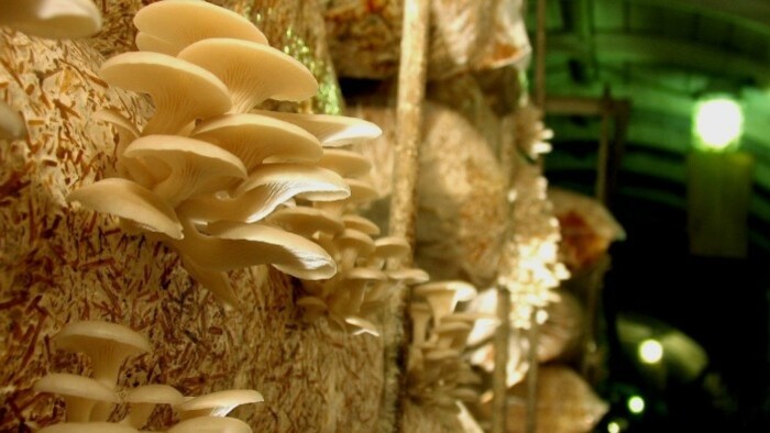 From Moss to Metro: When Mushrooms Go Urban