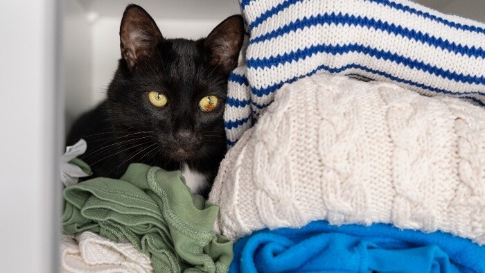 Mačka upratuje v poličkách a zásuvkách