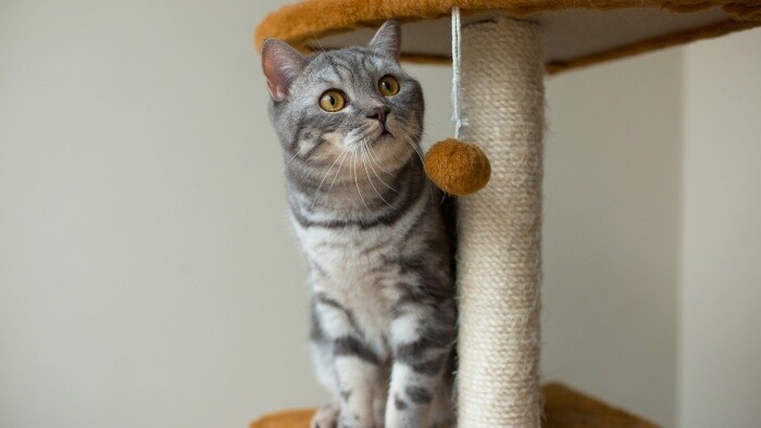 Keď mačka ignoruje pelech