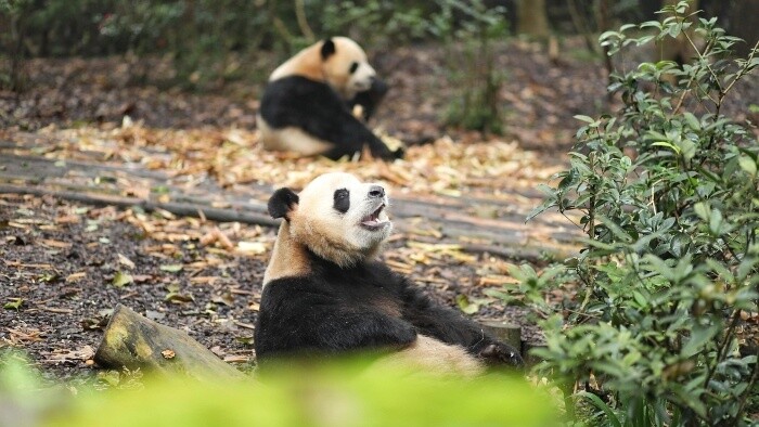 Japonsko vracia Číne pandy