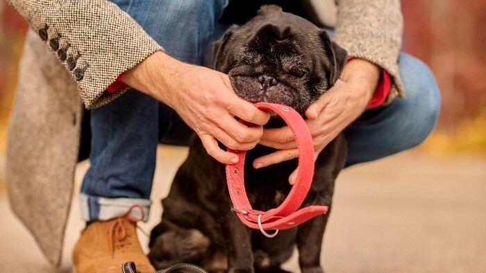 Na výcvik je lepší obojok 