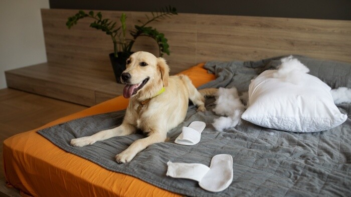 Keď pes zvláča veci na kopu