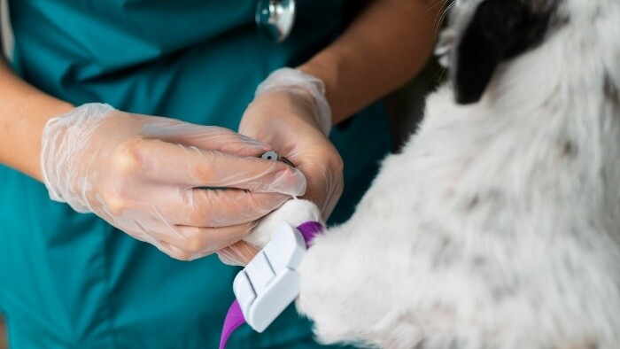 Poliaci zriadili sanitku pre zvieratá