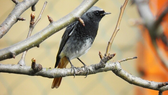 Vtáčia hodinka – sčítanie zimného vtáctva