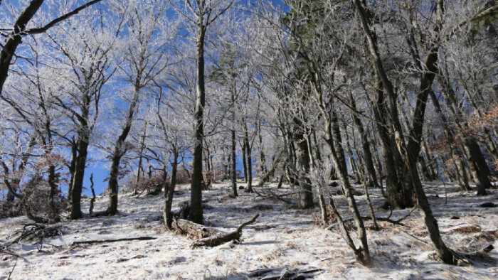 Prechádzka bratislavským zimným lesoparkom