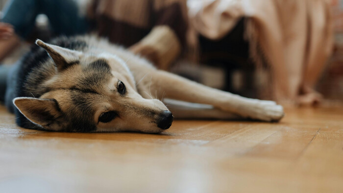 Zdravotné problémy veľkých plemien psov