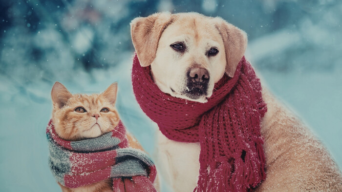 Pes a mačky, rozdiely vo výcviku