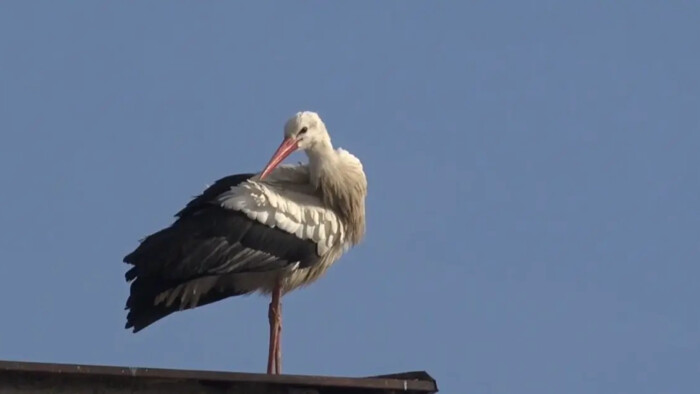 Na ceste do teplých krajín sa zastavil na Slovensku, nakoniec tu aj zostal