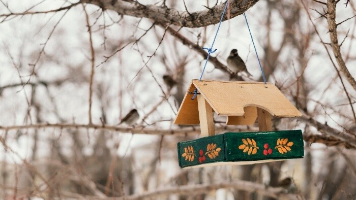 Chyby pri čistení vtáčích kŕmidiel