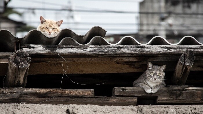 Divokožijúce mačky na Slovensku 