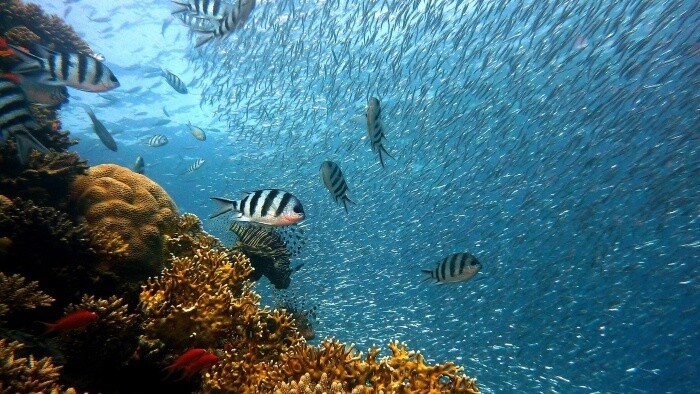 Koralové útesy by mohli nakŕmiť milióny ľudí