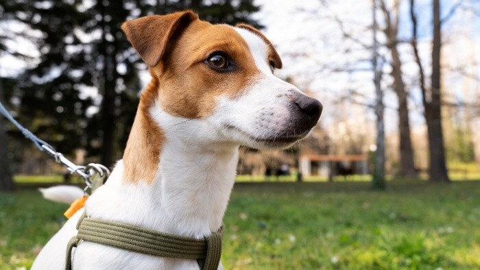 Ako pes vycíti zlý ľudský úmysel