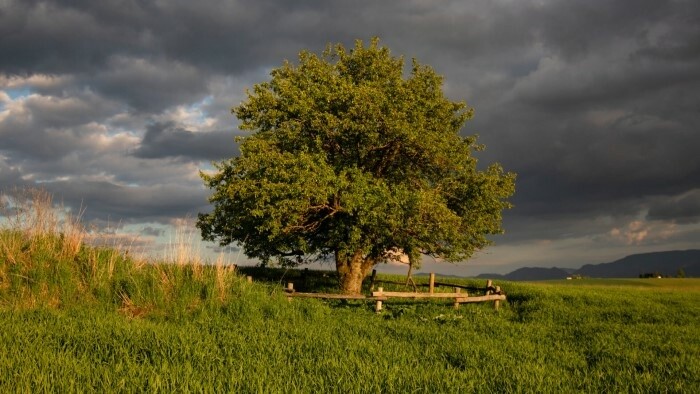 Словацкая дикая яблоня борется за почетное европейское звание