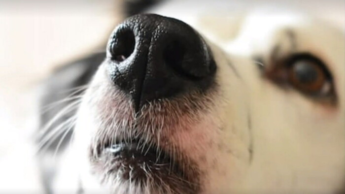 Agresívny pes nemusí byť zlý. Často za tým stojí jeden moment