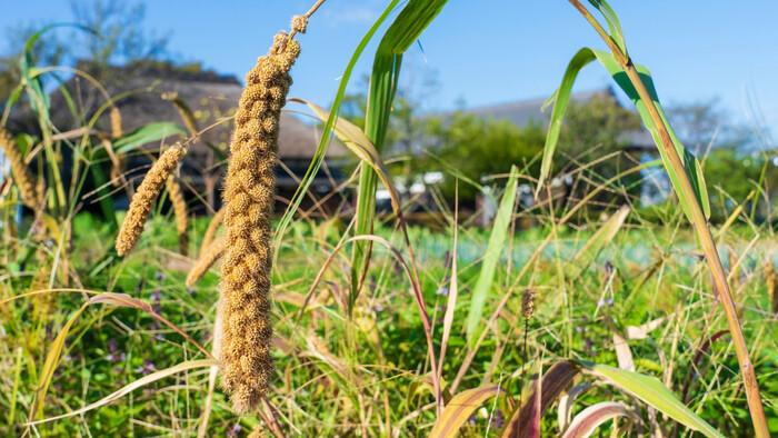 Čo je pšeno a je zdravé?