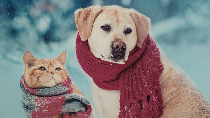 Prechladnutý pes alebo mačka