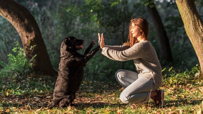 Výcvik psa bez maškŕt