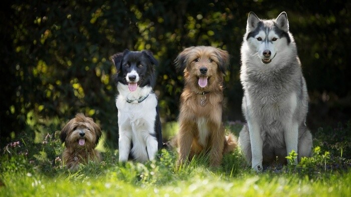 Pri psoch, pri sukách