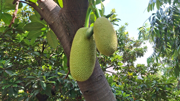 Jackfruit, po našom chlebovník