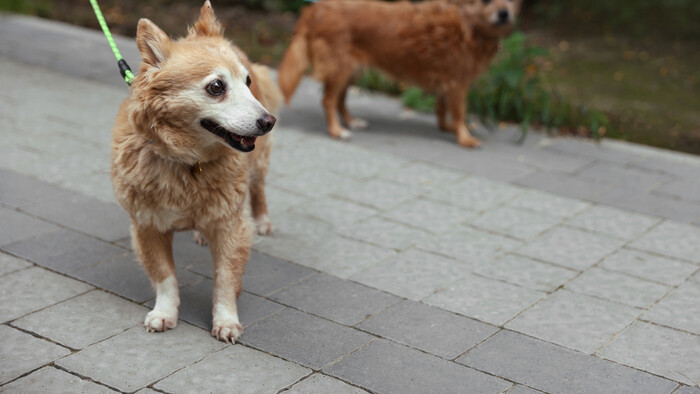 Pes, ktorý sa bojí ľudí