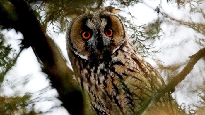 Február je časom monitoringu myšiarok ušatých