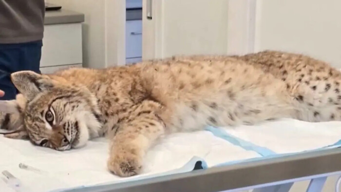 Ich správanie prekvapilo ošetrovateľov