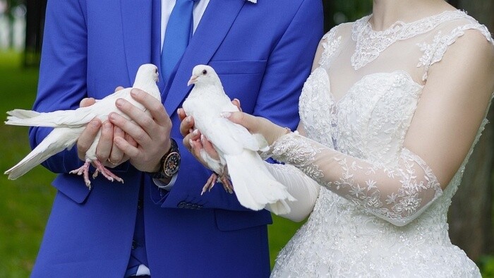 Prečo je vypúšťanie holubíc na svadbe zlý nápad?