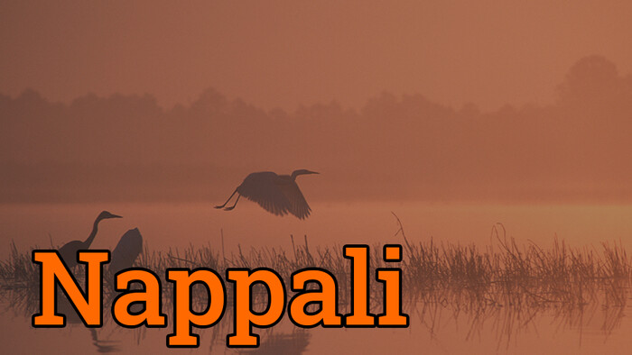 Miért telelnek nálunk a nagykócsagok?