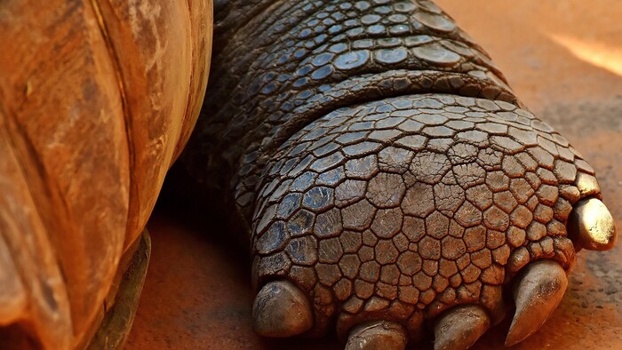 Margot Robbie búrlivo a Idris Elba zmierlivo