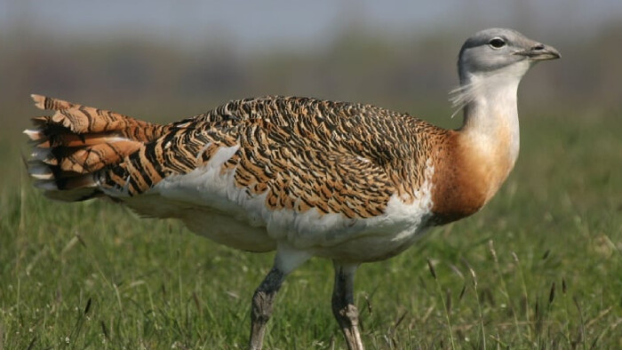 Drop veľký je vtákom roka 2026