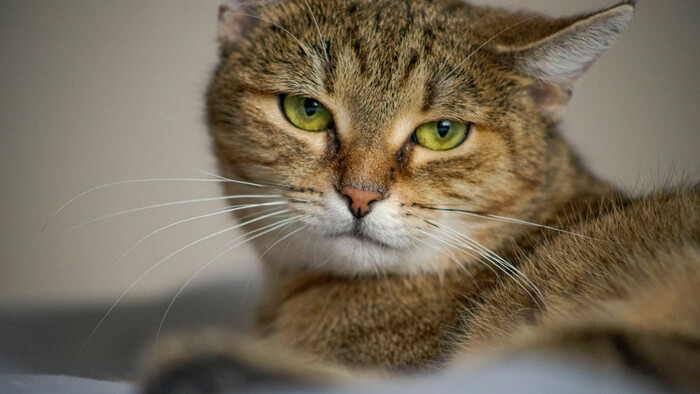 Pasta pre mačku na trávenie chlpov 