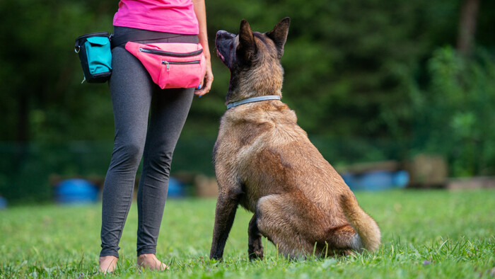 Vyberáme si trénera pre psa
