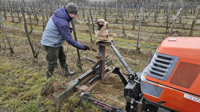 Amarilleamiento dorado – plaga que amenaza los viñedos eslovacos
