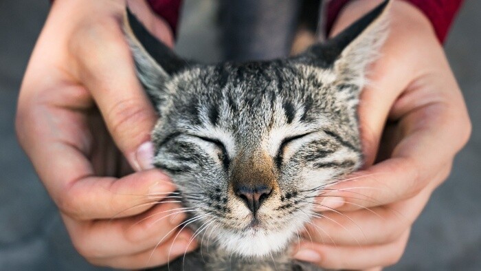 Mačky sa naučili viac mňaukať v spolužití s ľuďmi