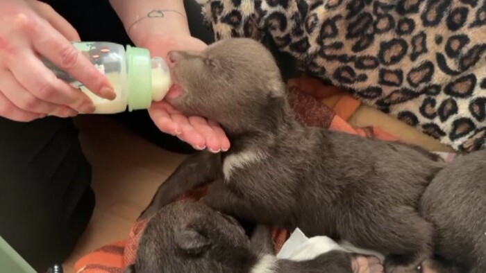 Tri mesačné medvieďatá strávili prvú noc bez matky