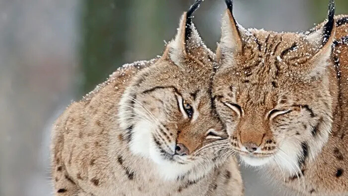 Čo by bolo, keby... sme nazreli do lesného sveta rysov?