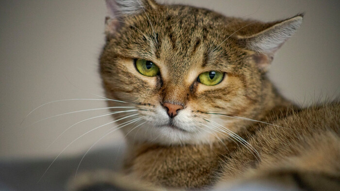 Prečo mačka nemá rada zmeny?