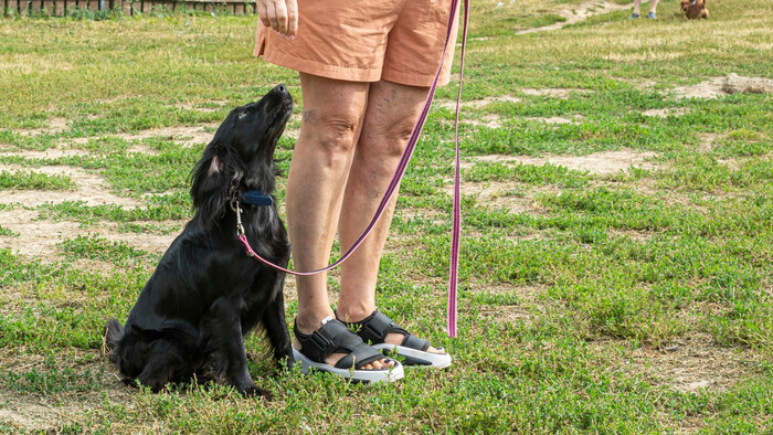 Najčastejšie chyby pri výcviku